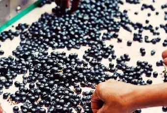 Level 3.1 wines WSET