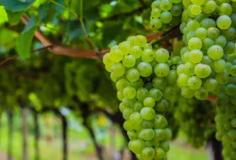 Wines 2 WSET