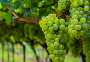 Wines 2 WSET